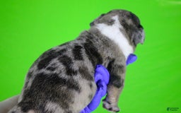 American Bully dogs for sale: Black Brindle Merle Male - Image 10