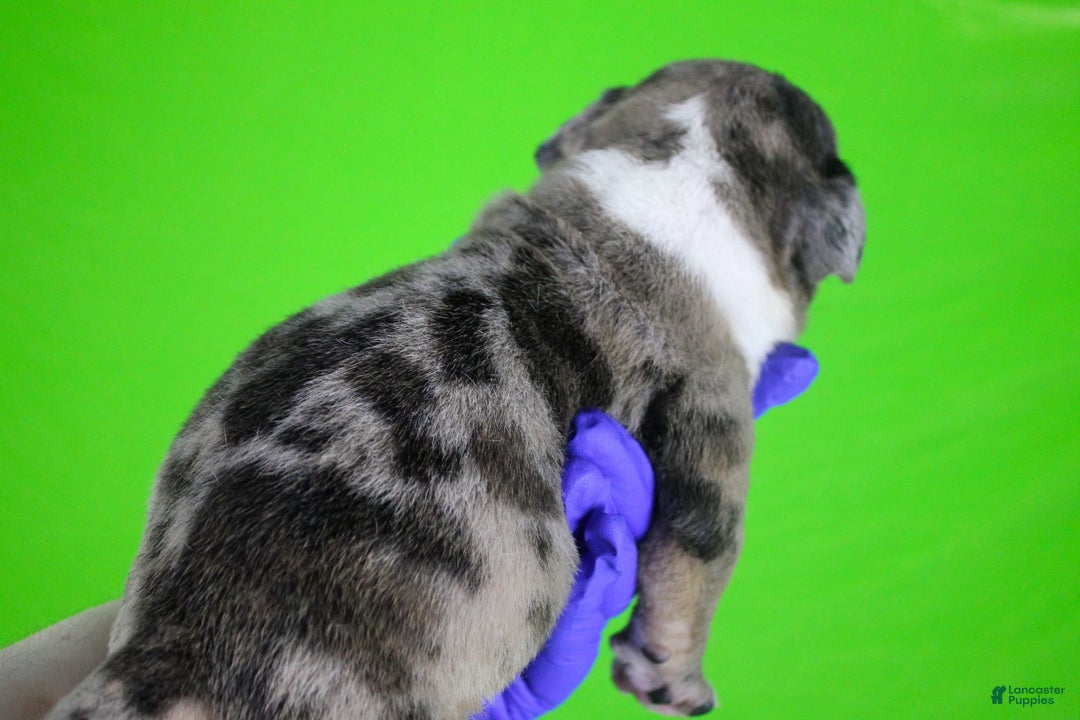 American Bully dogs for sale: Black Brindle Merle Male - Image 10