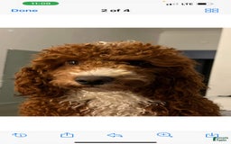Mini Goldendoodle dogs for sale: Tippy - Image 6