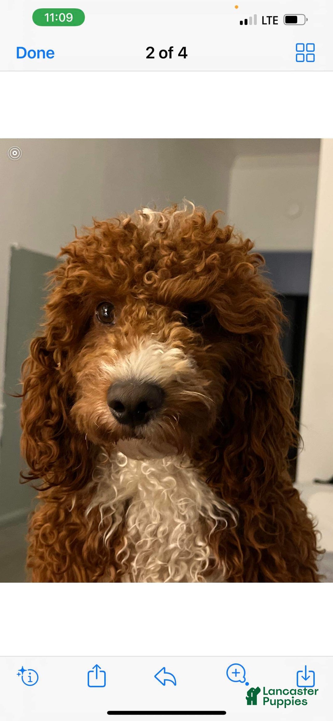 Mini Goldendoodle dogs for sale: Tippy - Image 6