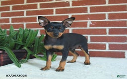 Miniature Pinscher dogs for sale: Jasper - Image 3
