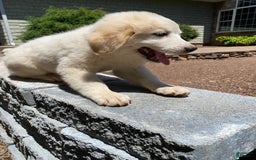 Great Pyrenees dogs for sale: Charlotte - Image 3