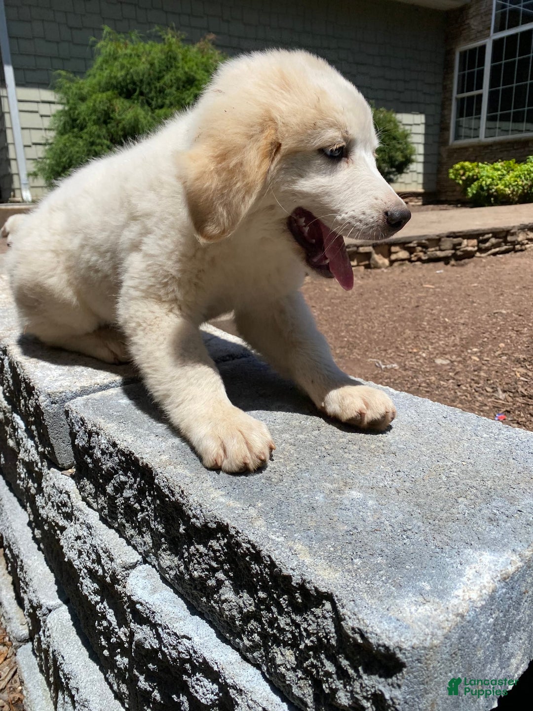 Great Pyrenees dogs for sale: Charlotte - Image 3