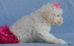 Cockapoo dogs for sale: Juliet - Image 11
