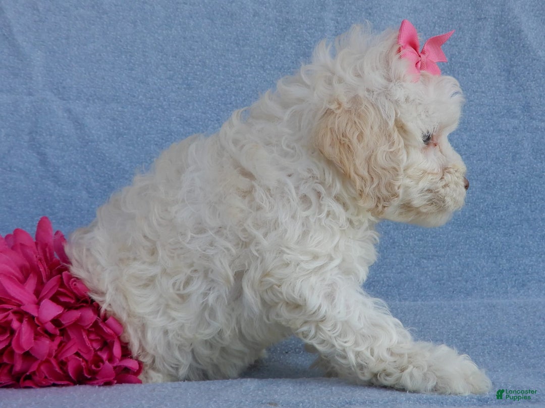 Cockapoo dogs for sale: Juliet - Image 11