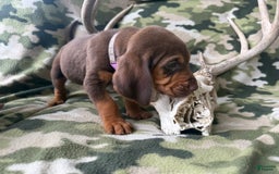 Bloodhound dogs for sale: Pixie - Image 1