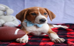 Beagle dogs for sale: Cooper - Image 4