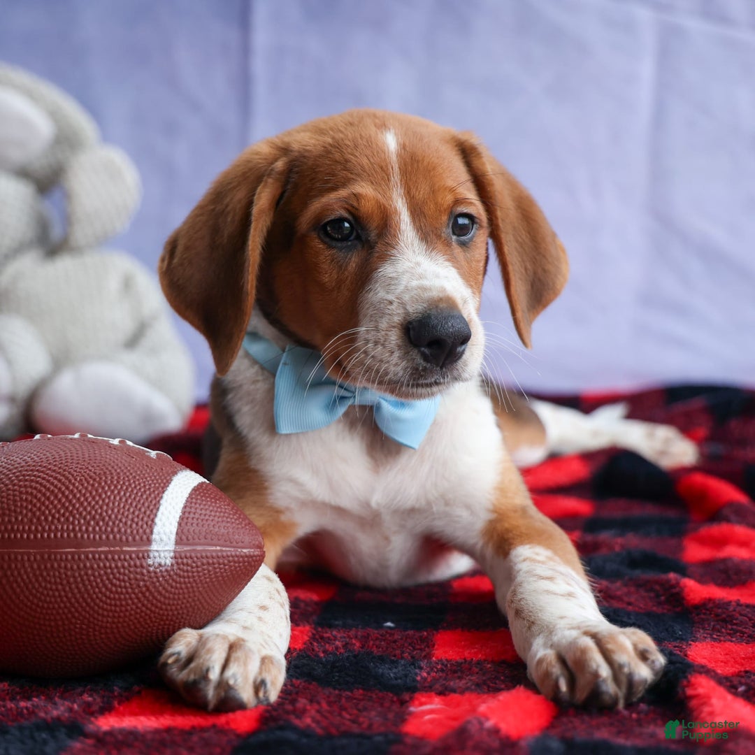 Beagle dogs for sale: Cooper - Image 4