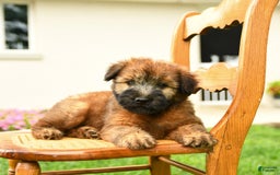 Soft Coated Wheaten Terrier dogs for sale: Demmie - Image 2