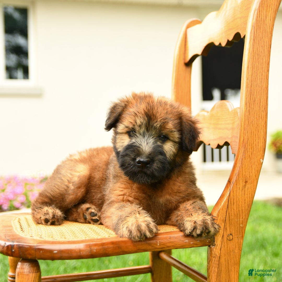 Soft Coated Wheaten Terrier dogs for sale: Demmie - Image 2