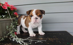 English Bulldog dogs for sale: Raisin - Image 3