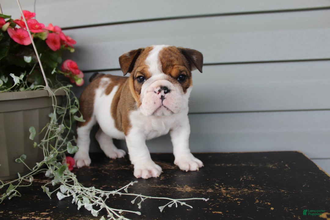 English Bulldog dogs for sale: Raisin - Image 3