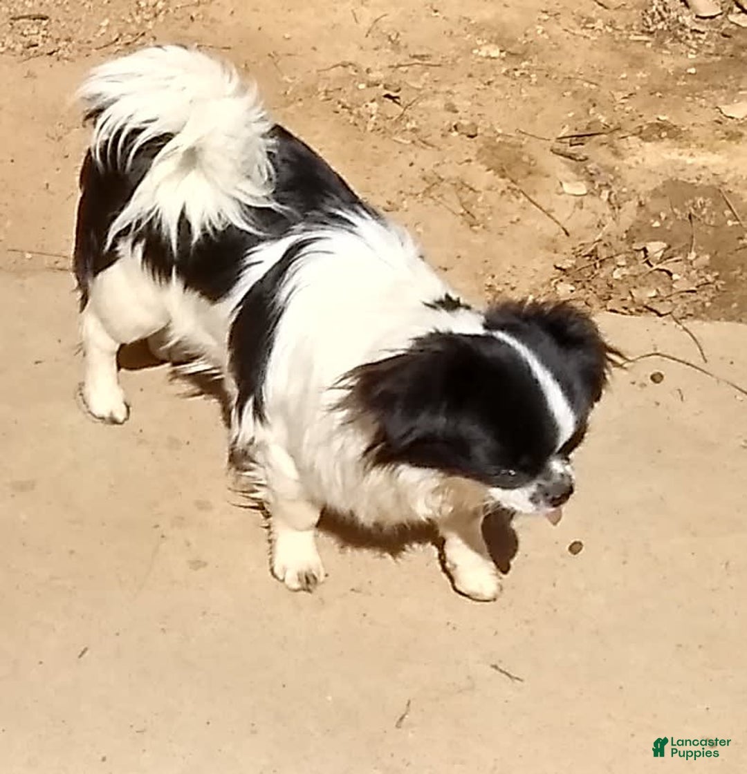 Chihuahua dogs for sale: Full Akc Rose - Image 5