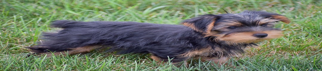 Rex