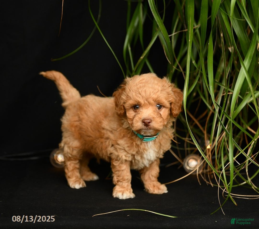 Teddy Bear dogs for sale: Remington - Image 2