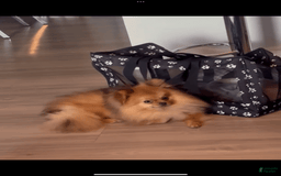Biewer Terrier dogs for sale: Max - Image 8