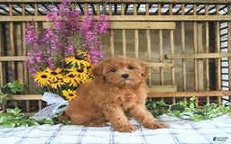 Cavapoo dogs for sale: Finnley - Image 2