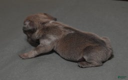 French Bulldog dogs for sale: SAMMY LILAC MERLE - Image 5