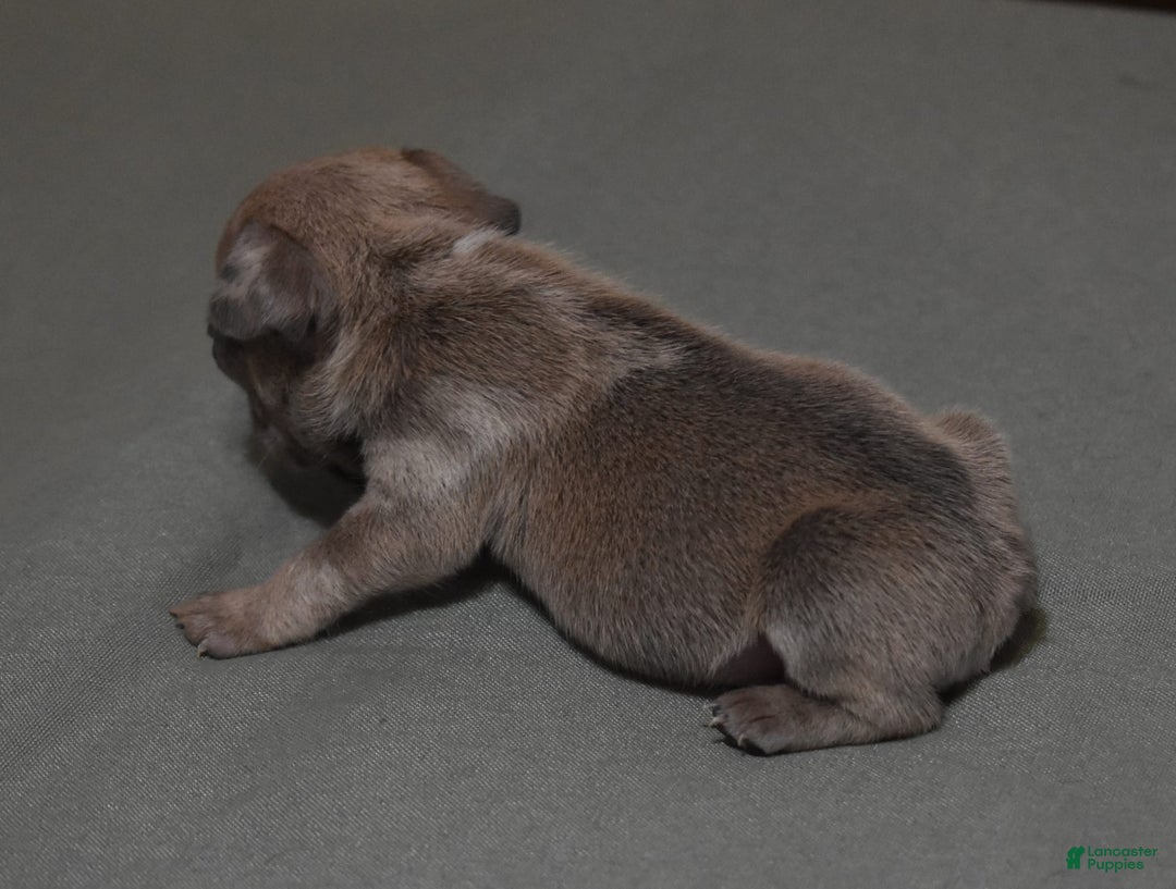 French Bulldog dogs for sale: SAMMY LILAC MERLE - Image 5