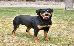Rottweiler dogs for sale: Lexi - Image 11
