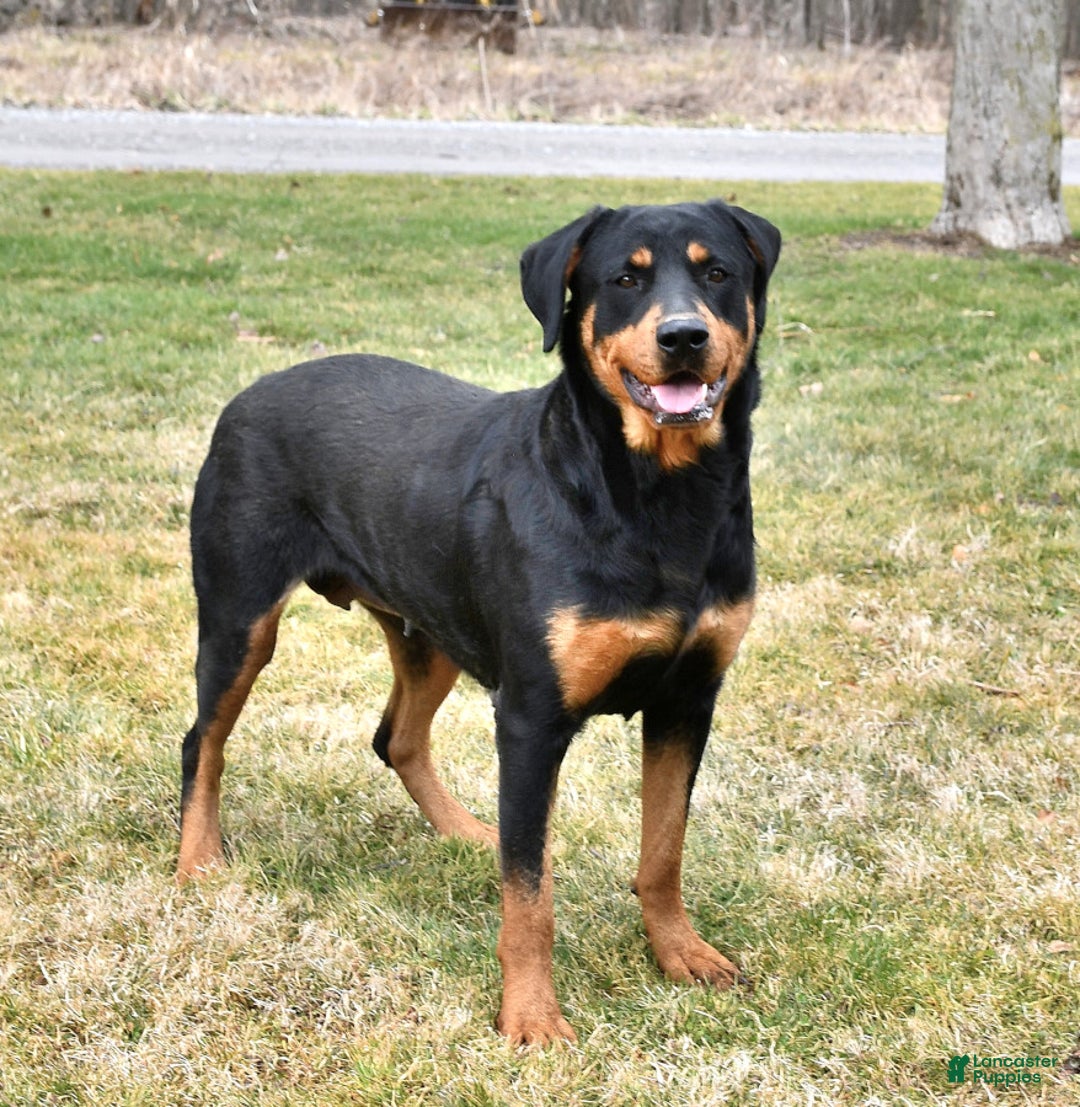 Rottweiler dogs for sale: Lexi - Image 11