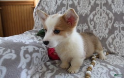 Welsh Corgi Pembroke dogs for sale: Kory - Image 13