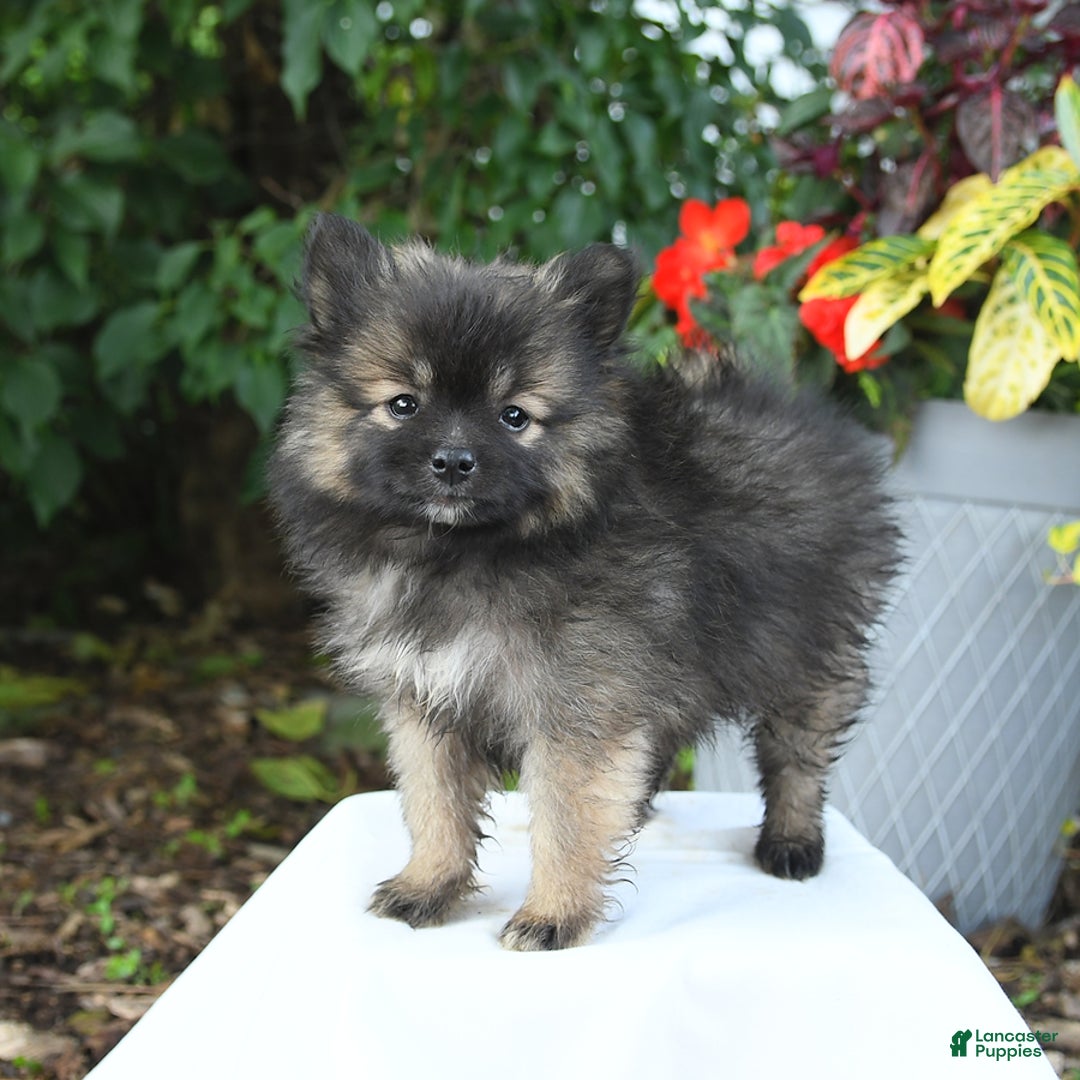Pomeranian dogs for sale: Cooper - Image 3