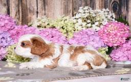 Cavalier King Charles Spaniel dogs for sale: Victor - Image 4