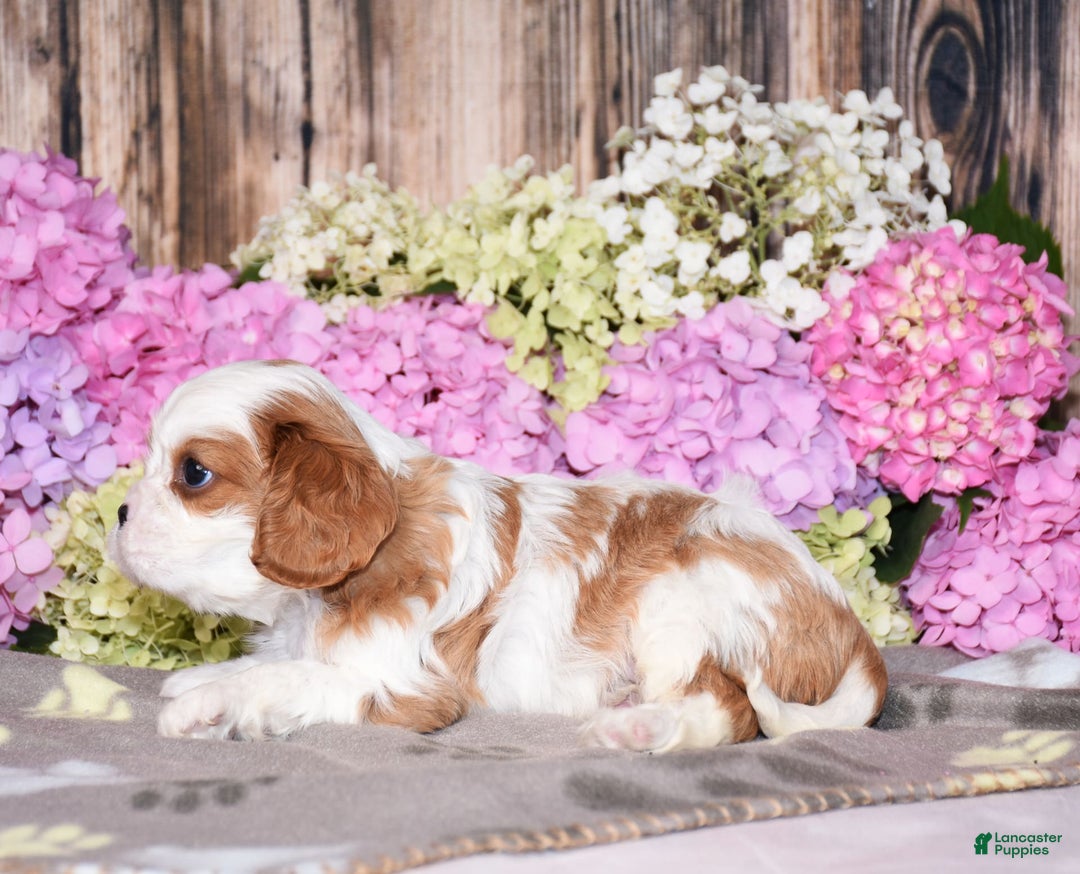 Cavalier King Charles Spaniel dogs for sale: Victor - Image 4