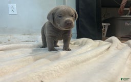 Labrador Retriever dogs for sale: Mouse - Image 4