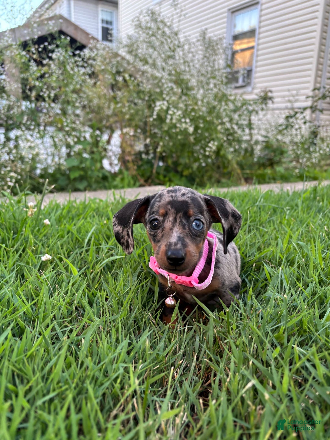 Miniature Dachshund dogs for sale: Gouda - Image 3