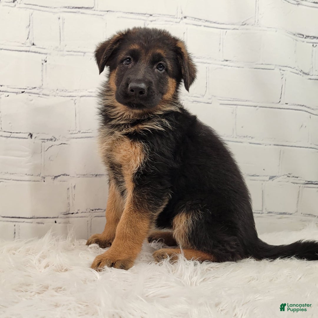 German Shepherd dogs for sale: Tala - Image 5