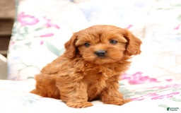 Cavapoo dogs for sale: Cavapoo 5 puppies - Image 14