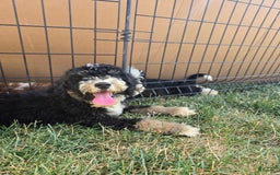Bernedoodle dogs for sale: Candy - Image 6