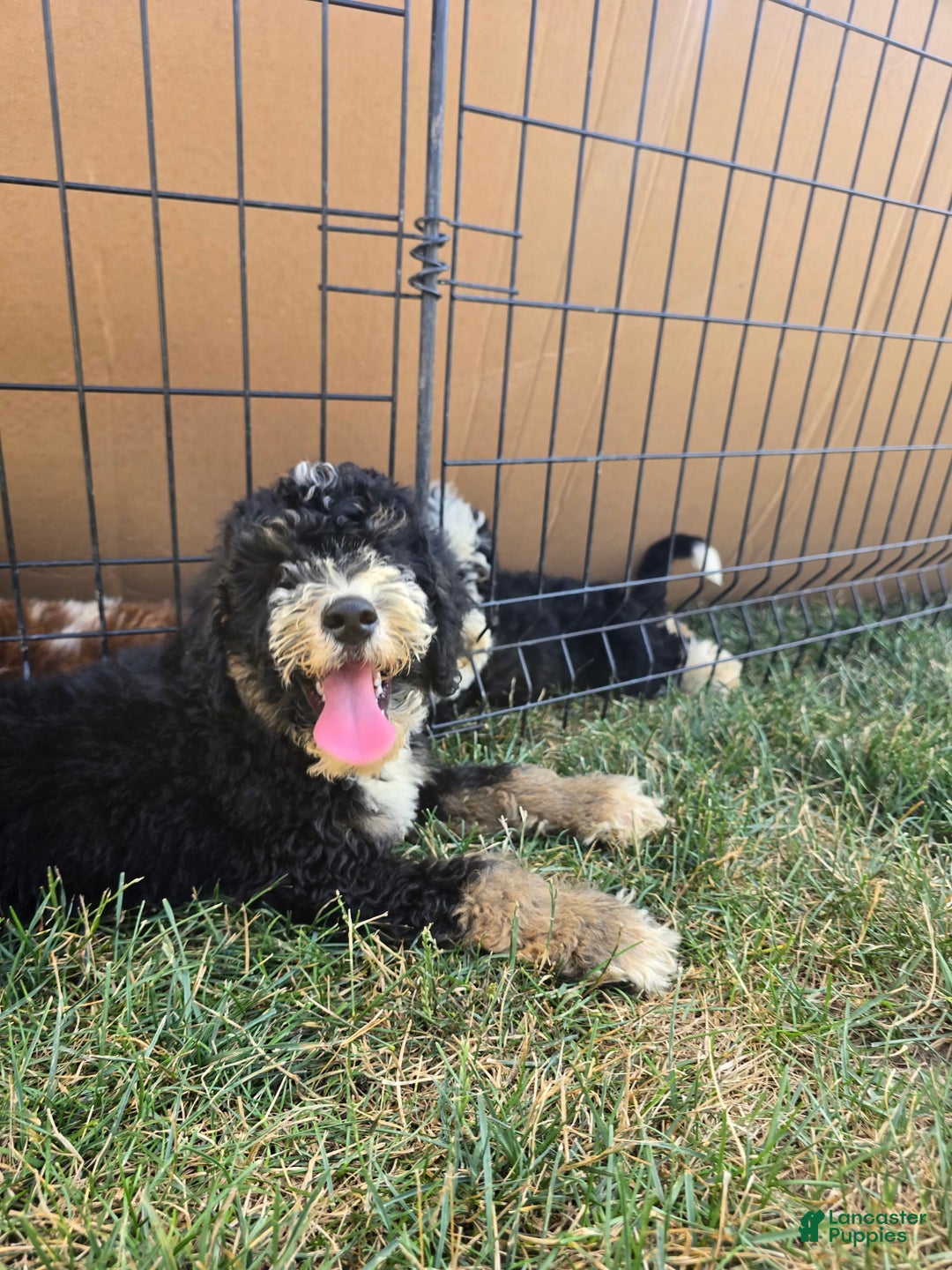 Bernedoodle dogs for sale: Candy - Image 6