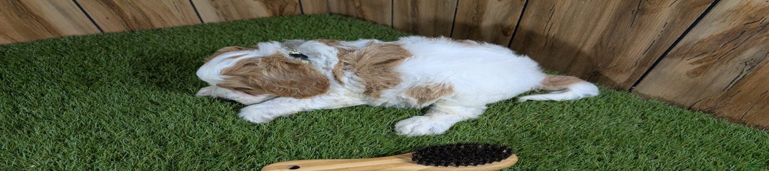 Milly Boy 2