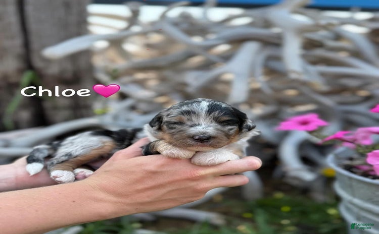 Aussiedoodle dogs - Advert 38