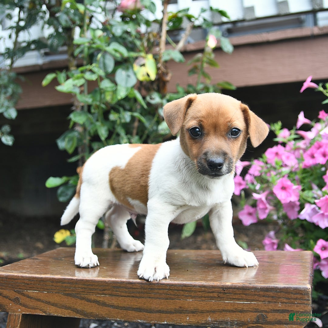 Jack Russell Terrier dogs for sale: Finn - Image 2