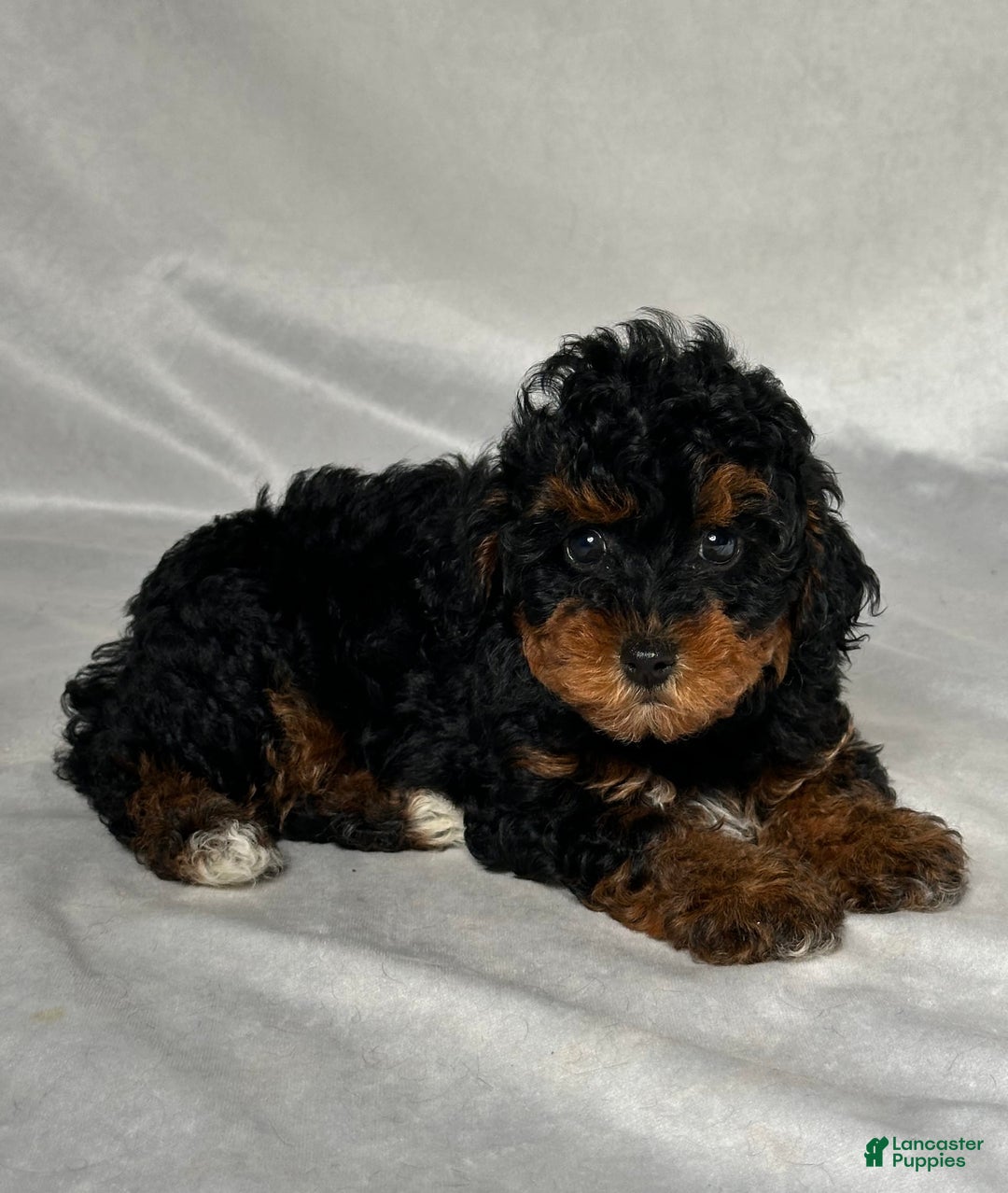 Miniature Poodle dogs for sale: Lilly - Image 4