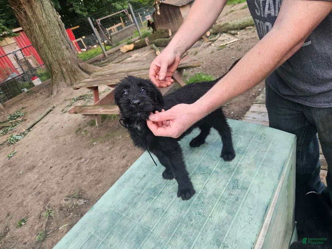 Belgian Malinois dogs for sale: Girl 4 - Image 3