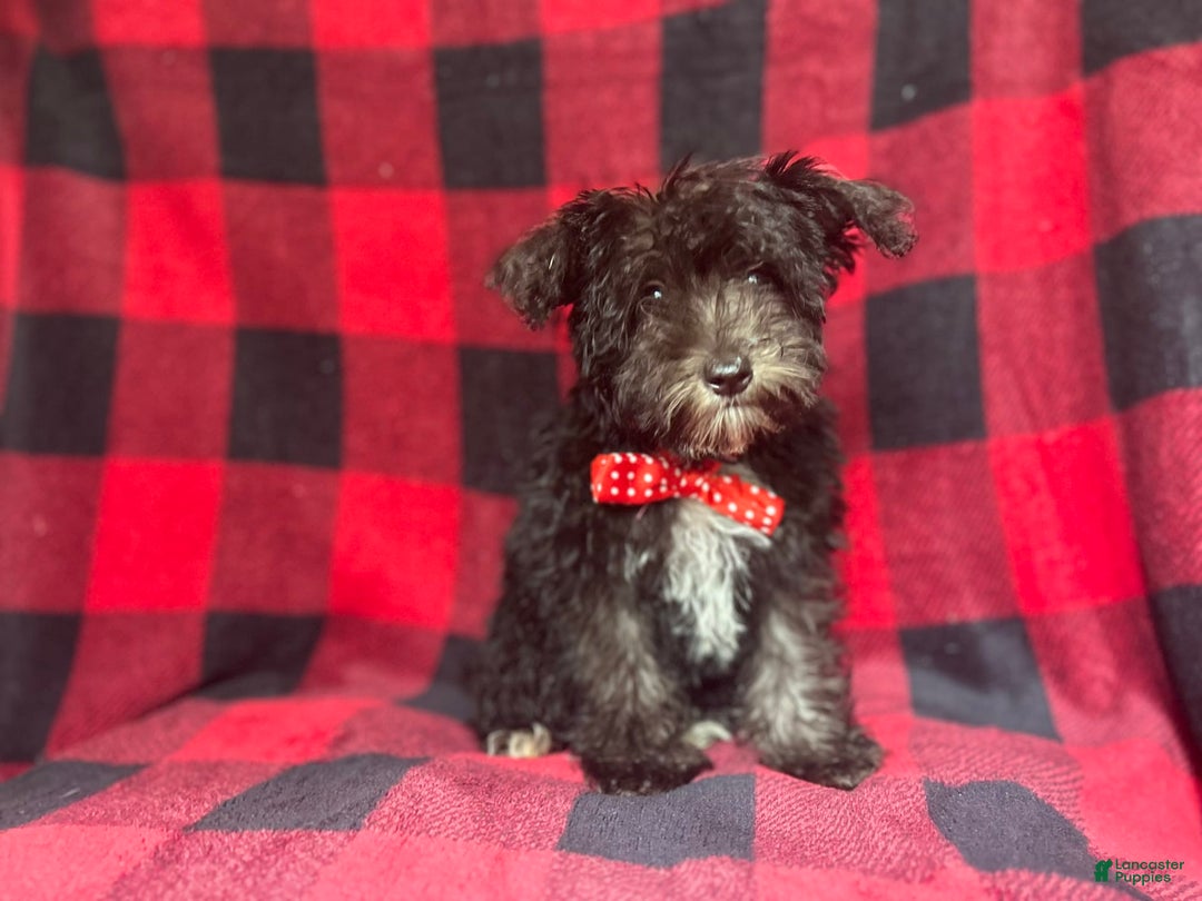 Miniature Schnauzer dogs for sale: Shooter - Image 8