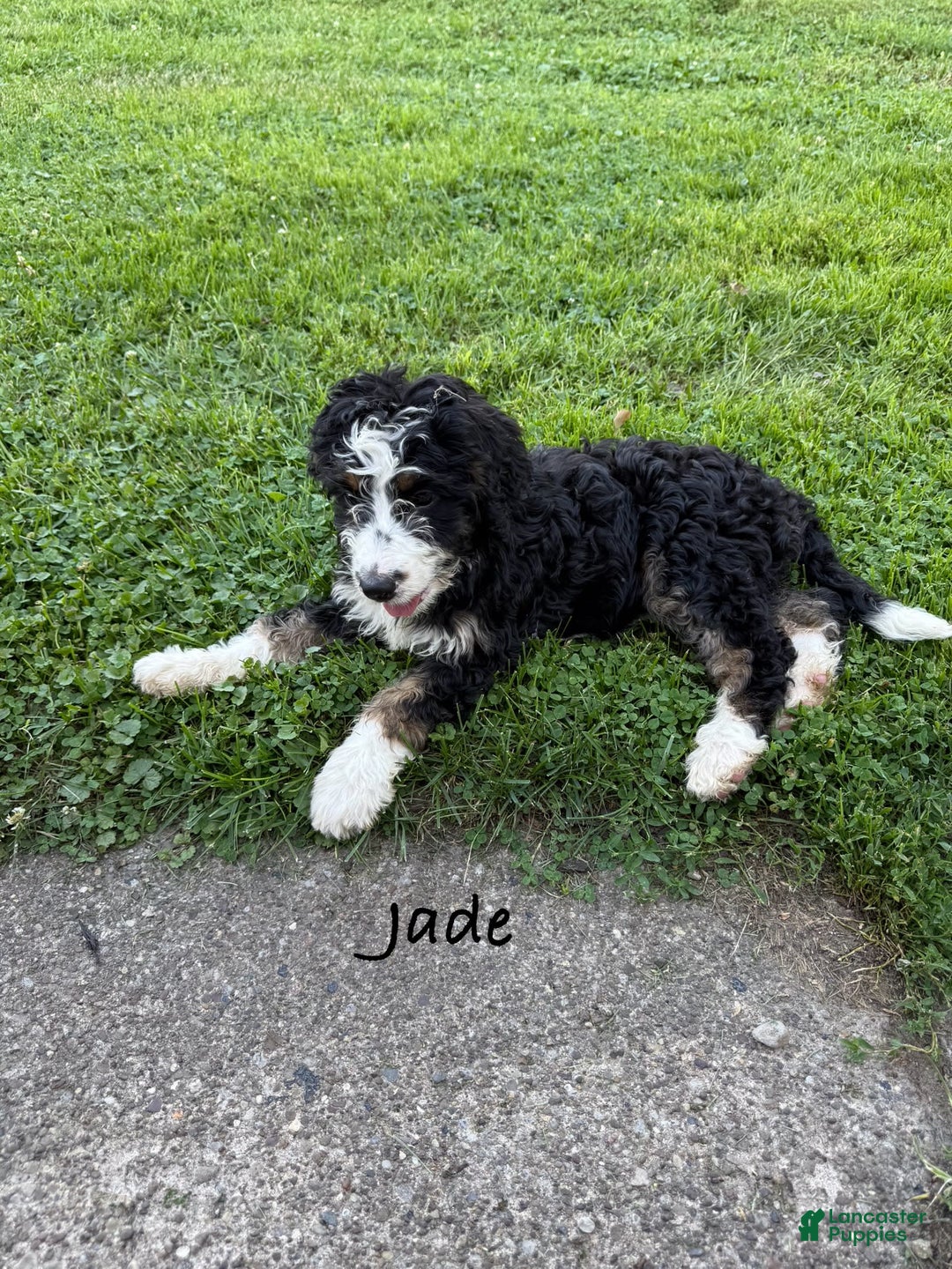 Bernedoodle dogs for sale: Jade 77814 - Image 5
