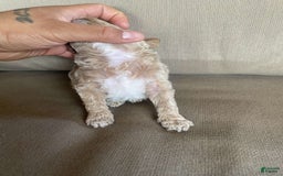 Toy Poodle dogs for sale: Teddy - Image 1