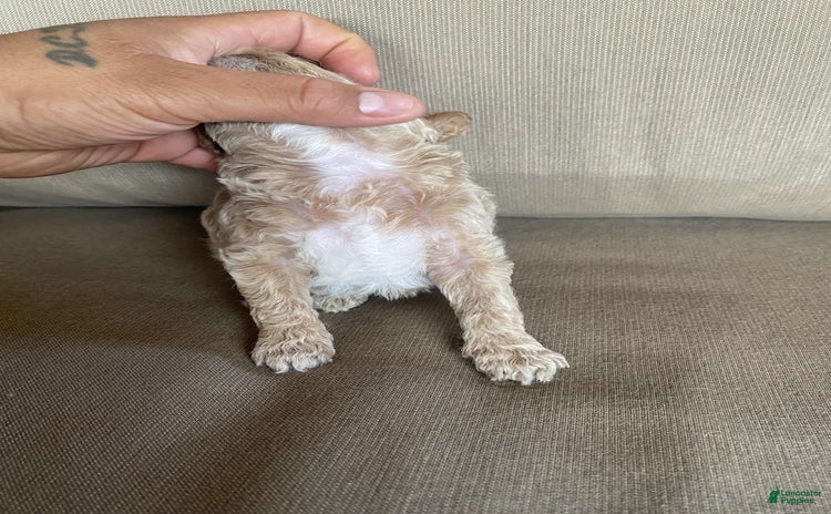 Toy Poodle dogs for sale - Ad 2