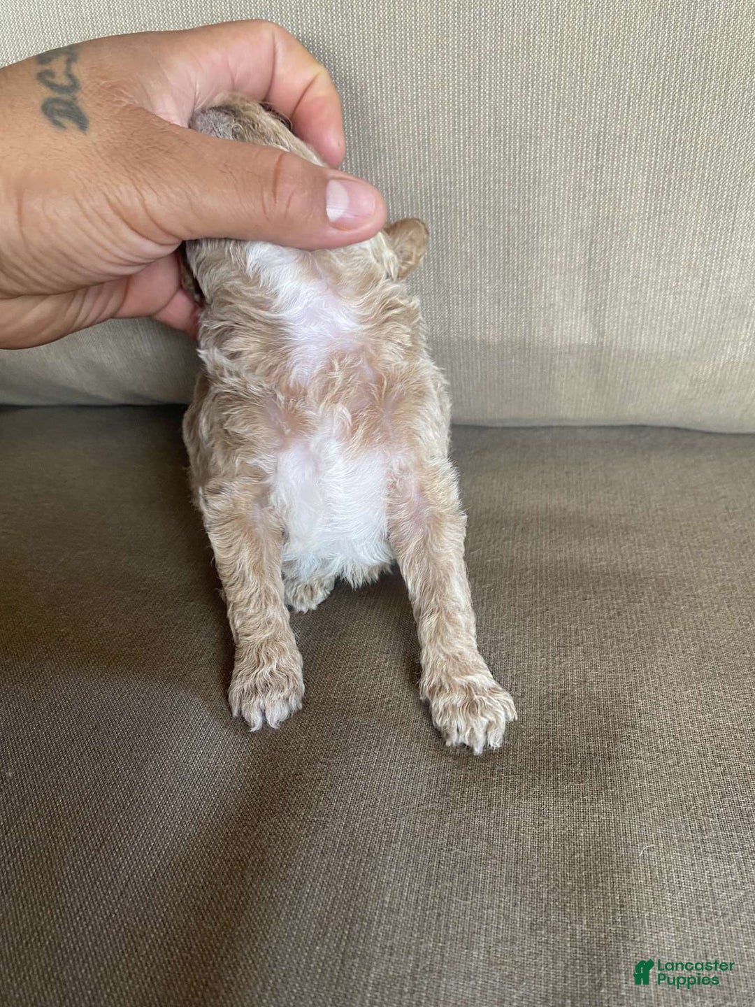 Toy Poodle dogs for sale: Teddy - Image 1