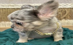 French Bulldog dogs for sale: Fluffy French Bulldog - Image 1