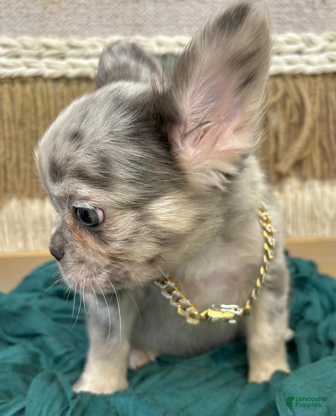 French Bulldog dogs for sale: Fluffy French Bulldog - Image 1