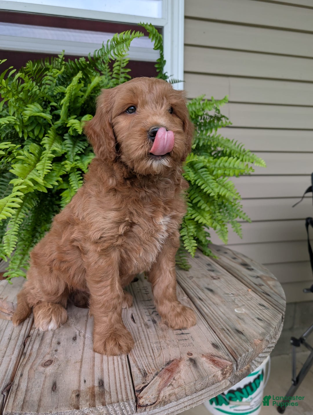Goldendoodle dogs for sale: Cash - Image 11