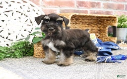 Miniature Schnauzer dogs for sale: Cameron - Image 2
