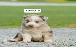 Gerberian Shepsky dogs for sale: Max - Image 2